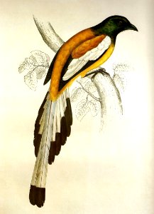 DendrocittaVagabundaGould