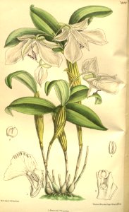 Dendrobium rhodostictum (as Dendrobium madonnae) - Curtis' 129 (Ser. 3 no. 59) pl. 7900 (1903)