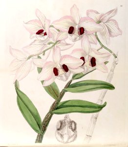 Dendrobium pulchellum (as Dendrobium dalhousieanum) - Edwards vol 32 (NS 9) pl 10 (1846)