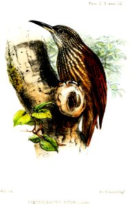 DendrocolaptesEytoniWolf