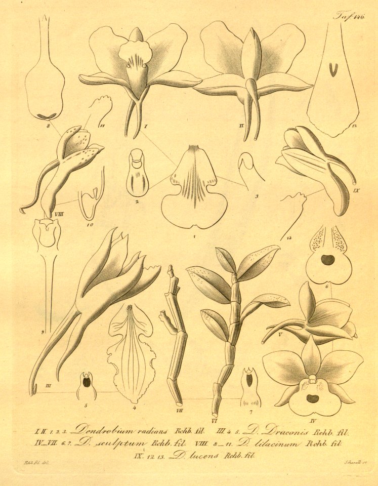Dendrobium radians - D. draconis - D. sculptum - D. swartzii (as D. lilacinum) - D. lucens - Xenia 2 pl 146