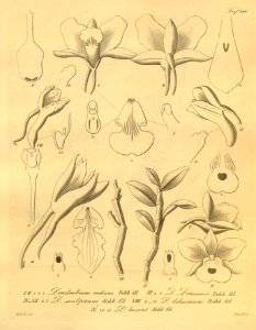 Dendrobium radians - D. draconis - D. sculptum - D. swartzii (as D. lilacinum) - D. lucens - Xenia 2 pl 146. Free illustration for personal and commercial use.