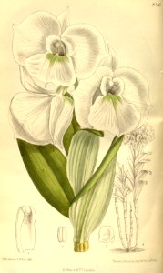 Dendrobium schuetzei - Curtis' 139 (Ser. 4 no. 9) pl. 8495 (1913)