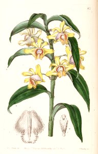 Dendrobium ruckeri - Edwards vol 29 (NS 6) pl 60 (1843). Free illustration for personal and commercial use.