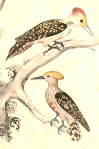 Dendrocopos mahrattensis Hardwicke