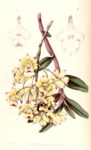 Dendrobium sanguinolentum - Edwards vol 29 (NS 6) pl 6 (1843). Free illustration for personal and commercial use.