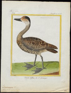 Dendrocygna arborea - 1700-1880 - Print - Iconographia Zoologica - Special Collections University of Amsterdam - UBA01 IZ17600257