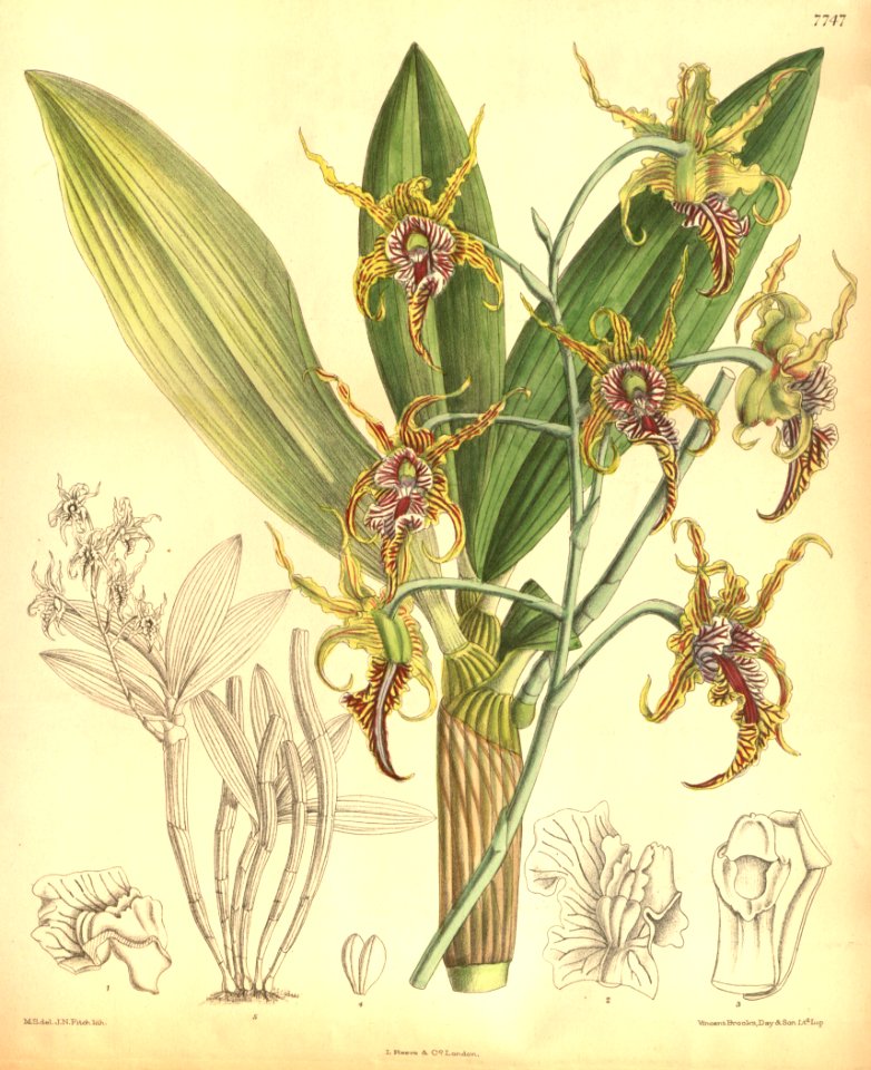 Dendrobium spectabile - Curtis' 126 (Ser. 3 no. 56) pl. 7747 (1900)