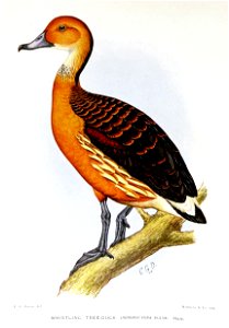 DendrocygnaFulvaDavies