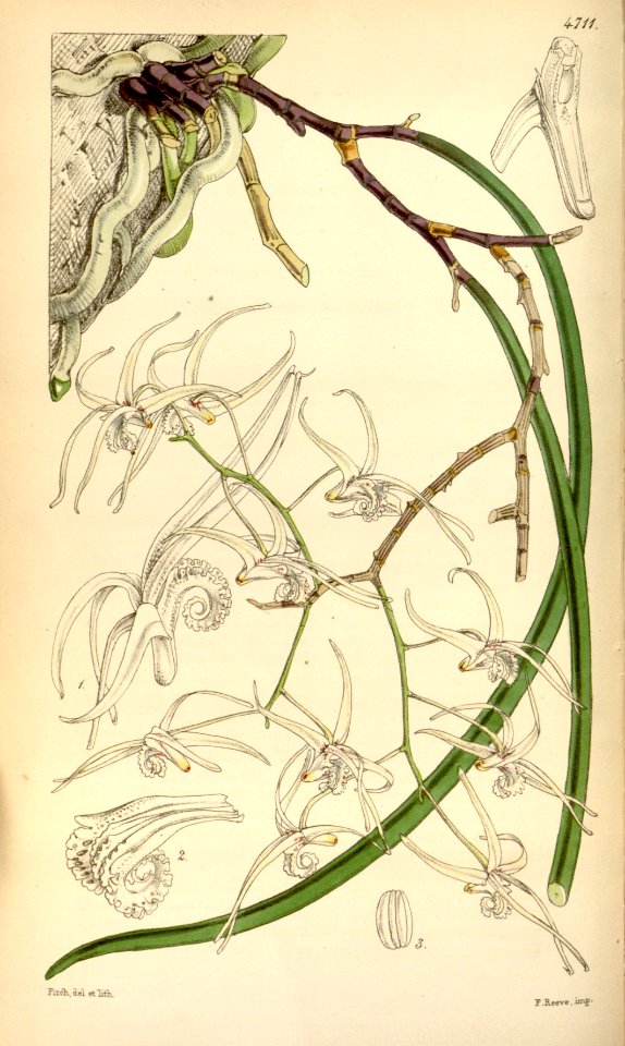 Dendrobium teretifolium (Dockrillia teretifolia) - Curtis' 79 (Ser. 3 no. 9) pl. 4711 (1853)