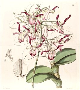 Dendrobium taurinum - Edwards vol 29 (NS 6) pl 28 (1843)