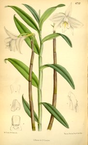 Dendrobium wattii (as Dendrobium cariniferum var. wattii) - Curtis' 109 (Ser. 3 no. 39) pl. 6715 (1883)