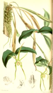 Dendrobium tetragonum. Free illustration for personal and commercial use.