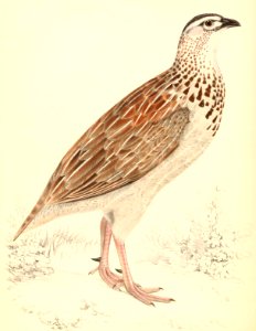 Dendroperdix sephaena sephaena 1838