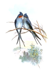 DendrochelidonCoronatusGould