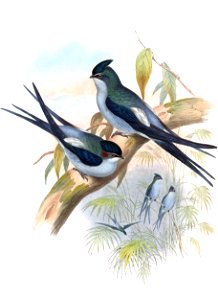 DendrochelidonWallaceiGould