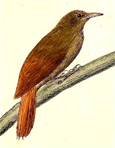 Dendrocincla turdina 1832