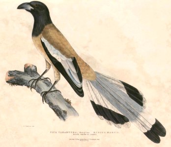 Dendrocitta vagabunda Hardwicke