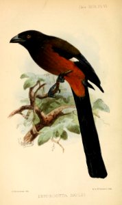 DendrocittaBayleiIbis