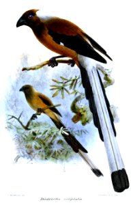 DendrocittaOccipitalisKeulemans