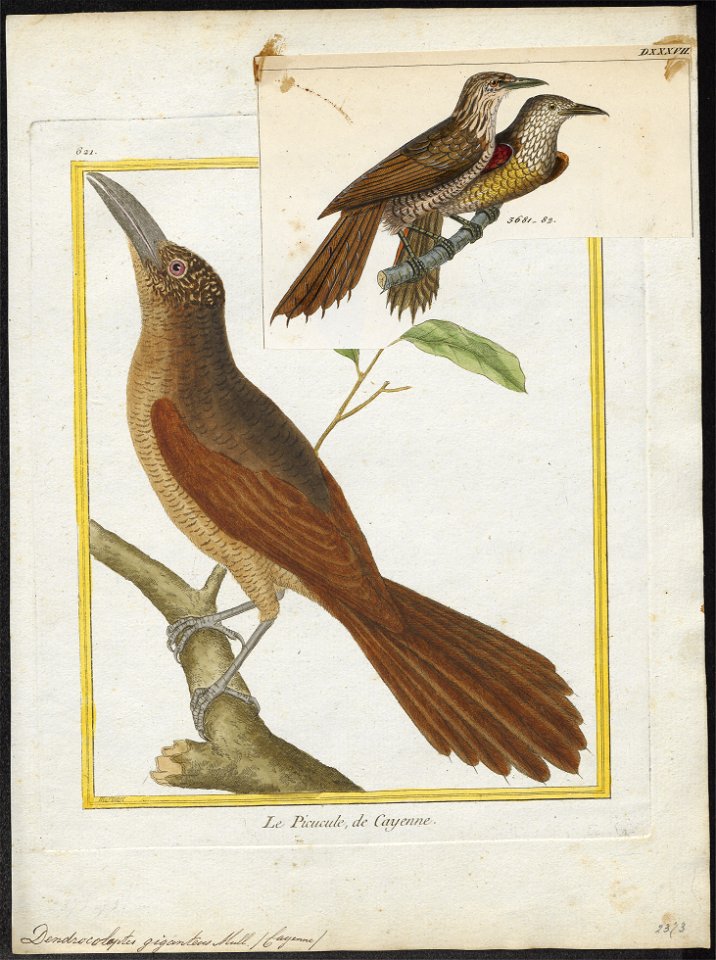Dendrocolaptes giganteus - 1700-1880 - Print - Iconographia Zoologica - Special Collections University of Amsterdam - UBA01 IZ19200213