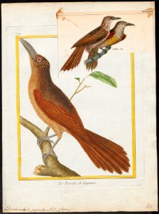 Dendrocolaptes giganteus - 1700-1880 - Print - Iconographia Zoologica - Special Collections University of Amsterdam - UBA01 IZ19200213