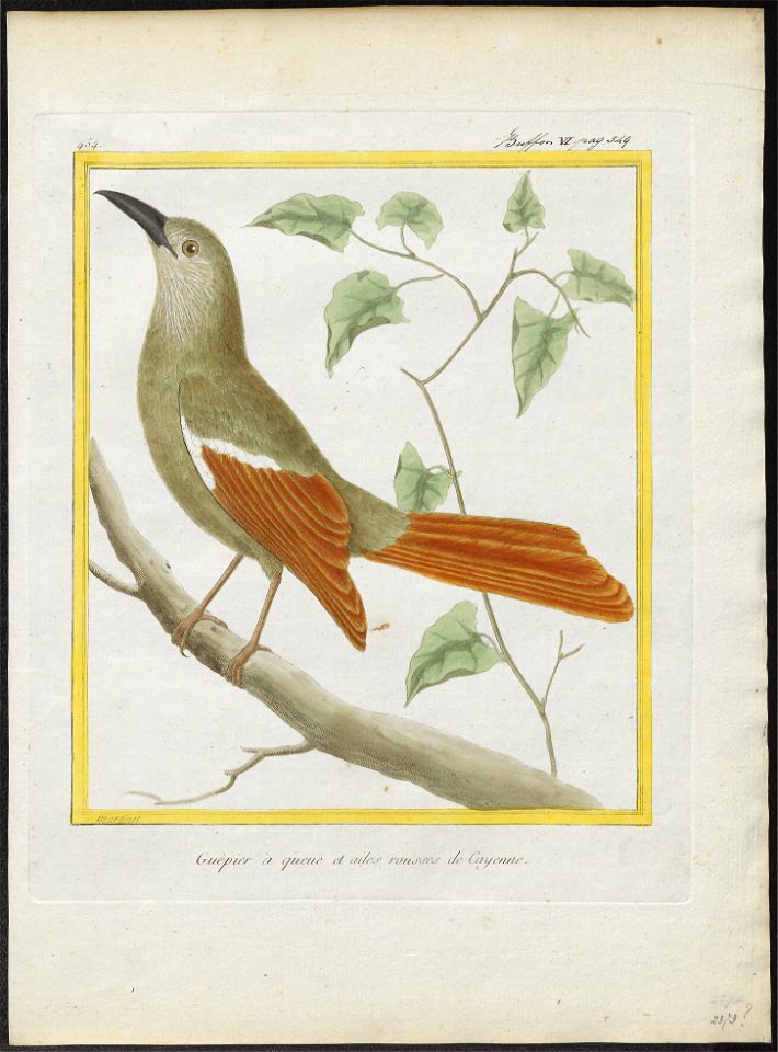 Dendrocolaptes giganteus - 1700-1880 - Print - Iconographia Zoologica - Special Collections University of Amsterdam - UBA01 IZ19200215