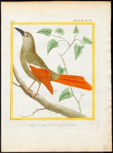 Dendrocolaptes giganteus - 1700-1880 - Print - Iconographia Zoologica - Special Collections University of Amsterdam - UBA01 IZ19200215