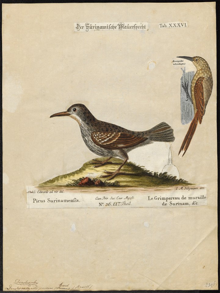 Dendrocolaptes picus - 1700-1880 - Print - Iconographia Zoologica - Special Collections University of Amsterdam - UBA01 IZ19200233