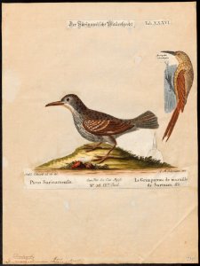 Dendrocolaptes picus - 1700-1880 - Print - Iconographia Zoologica - Special Collections University of Amsterdam - UBA01 IZ19200233