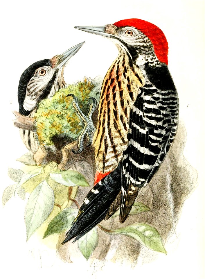 Dendrocopos atratus 1876