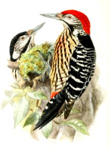Dendrocopos atratus 1876