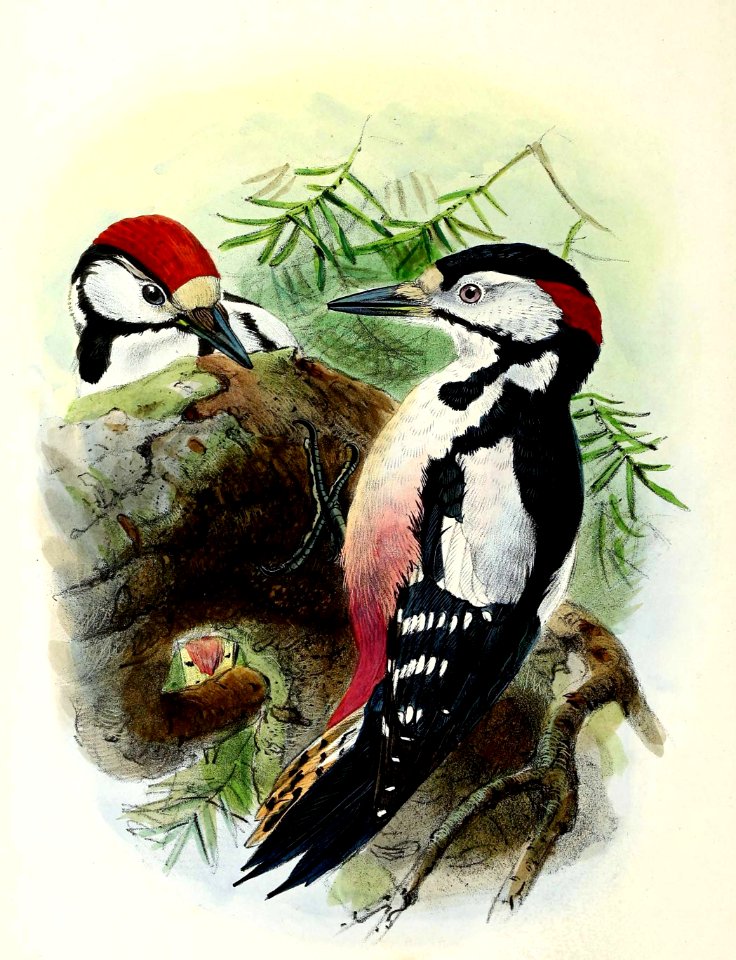 Dendrocopos major 1876