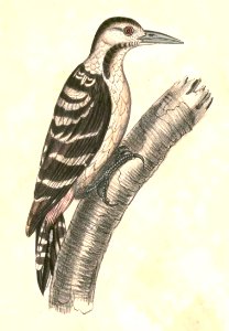 Dendrocopos macei Hardwicke - female