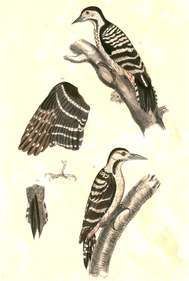 Dendrocopos macei Hardwicke