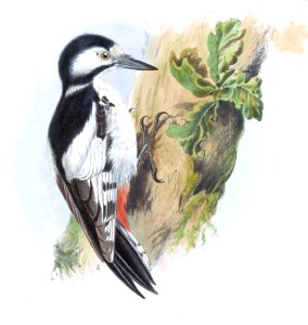 DendrocopusLeucopterusKeulemans