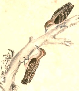 Dendrocopos moluccensis Hardwicke