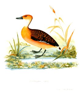 DendrocygnaMajorJerdon