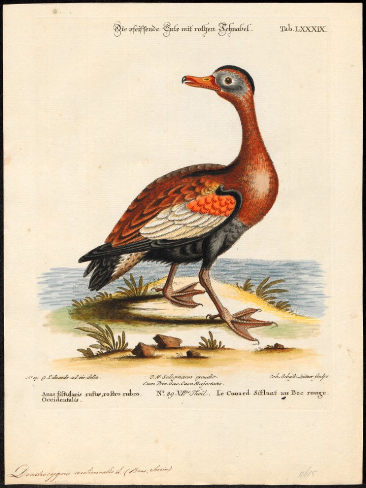 Dendrocygna autumnalis - 1700-1880 - Print - Iconographia Zoologica - Special Collections University of Amsterdam - UBA01 IZ17600265