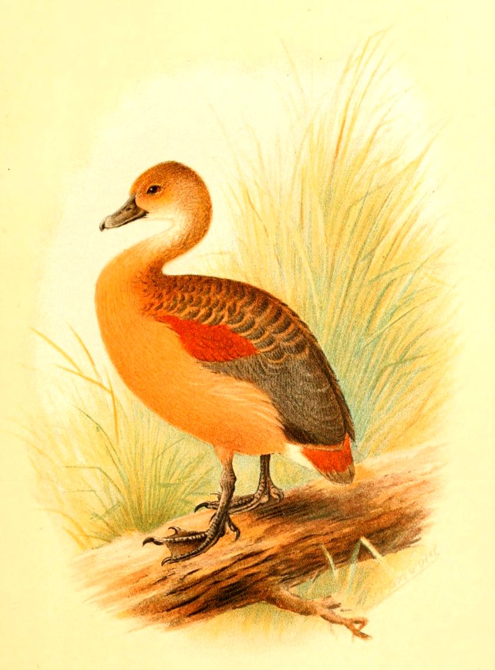 Dendrocygna javanica 1921