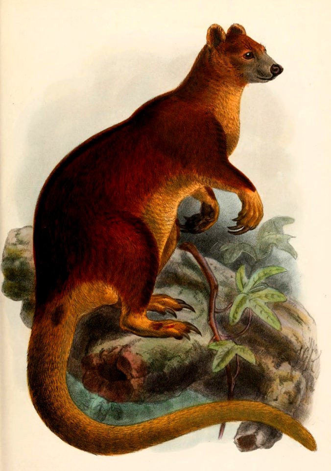 Dendrolagus matschiei 1907