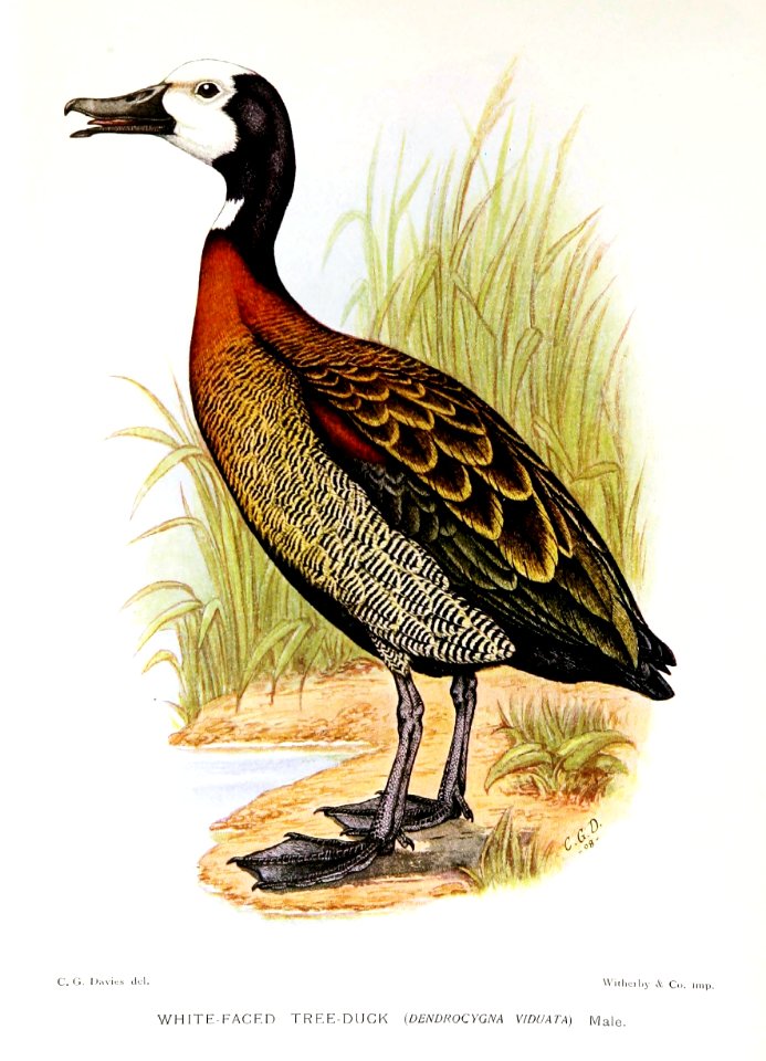 DendrocygnaViduataDavies