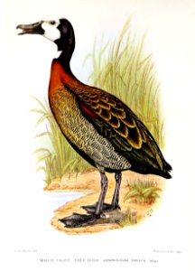 DendrocygnaViduataDavies