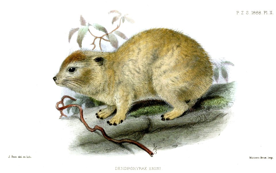 DendrohyraxEminiSmit