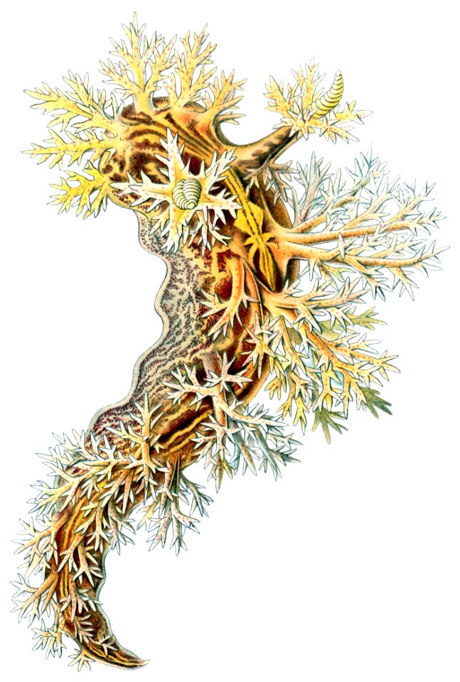 Dendronotus frondosus