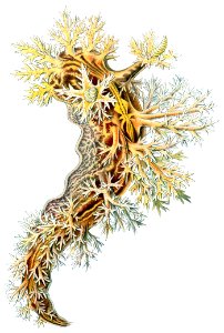 Dendronotus frondosus