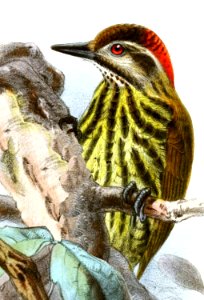 Dendropicos lugubris Keulemans