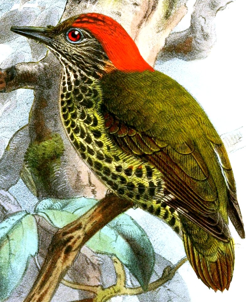 Dendropicos gabonensis Keulemans 2