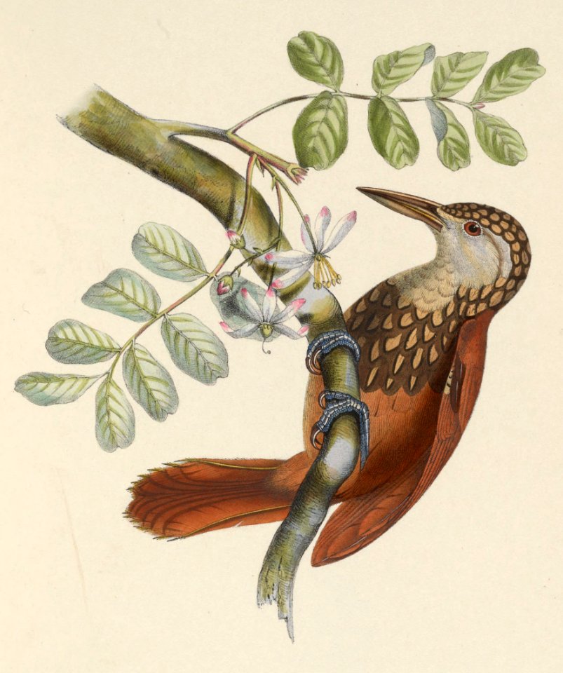 Dendroplex picus 1849