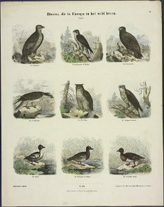 Dieren, die in Europa in het wild levens-Catchpenny print-Borms 0078